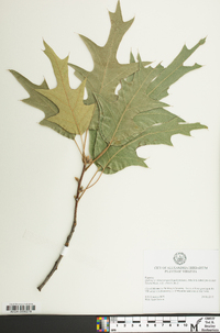 Quercus x willdenowiana image