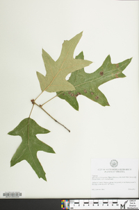 Quercus x willdenowiana image