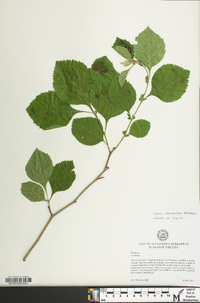 Crataegus calpodendron image