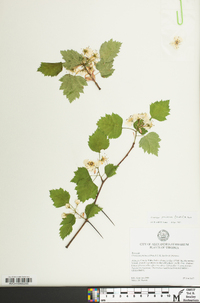 Crataegus pruinosa image