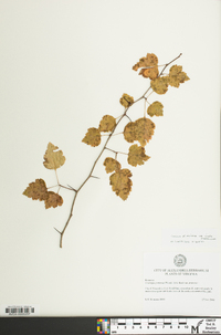 Crataegus pruinosa image