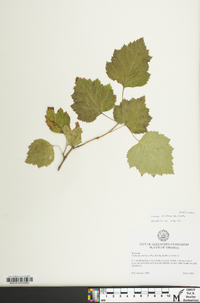 Crataegus pruinosa image