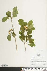 Crataegus punctata image