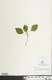 Crataegus viridis image