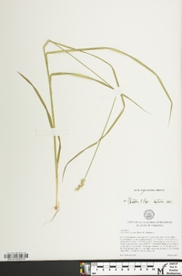 Carex laevivaginata image