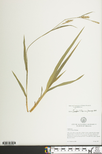 Carex striatula image