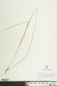 Carex albolutescens image