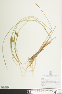 Carex bullata image