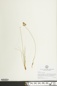 Fimbristylis cymosa image