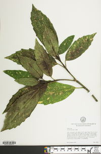 Aucuba japonica image