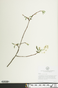 Amelanchier canadensis image