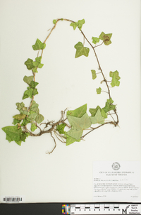 Hedera hibernica image