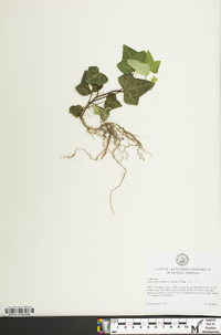 Hedera hibernica image