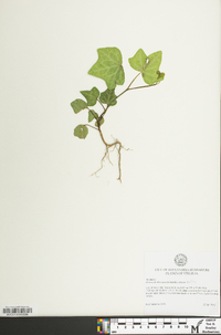 Hedera hibernica image