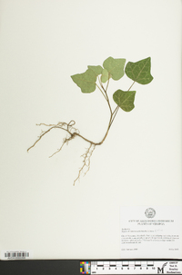 Hedera hibernica image