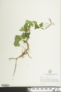 Hedera hibernica image