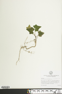 Hedera hibernica image