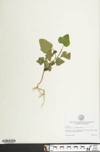 Hedera hibernica image