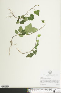 Hedera hibernica image