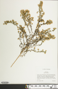 Symphyotrichum ericoides image