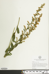 Solidago patula image