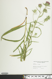 Liatris squarrosa image