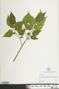 Celtis tenuifolia image