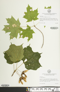 Acer nigrum image