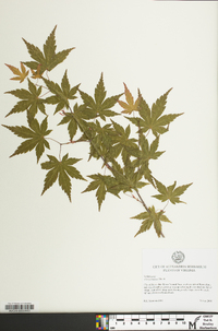 Acer palmatum image