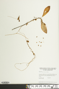 Cuscuta compacta image