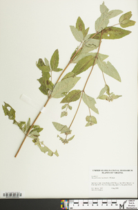 Pycnanthemum incanum image