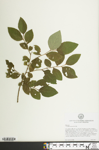 Vaccinium x marianum image