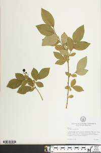 Vaccinium x marianum image