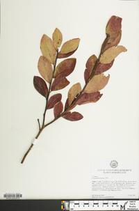 Vaccinium x marianum image