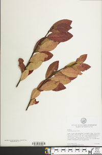 Vaccinium x marianum image