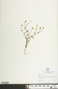 Polygala nuttallii image