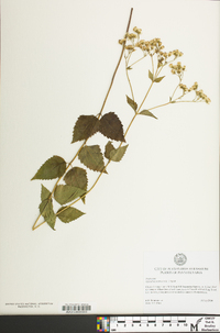 Ageratina aromatica image