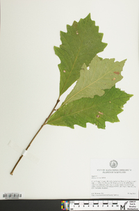 Quercus bicolor image