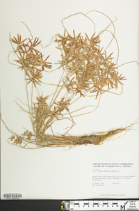 Cyperus flavescens image