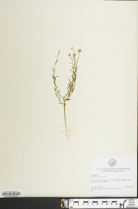 Polygala mariana image