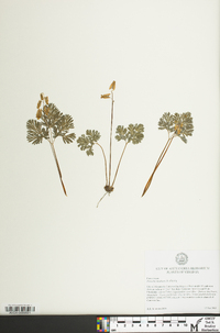 Dicentra cucullaria image