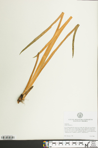 Acorus calamus image