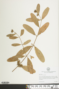 Hypericum walteri image