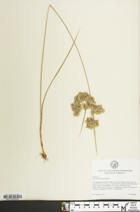 Cyperus surinamensis image