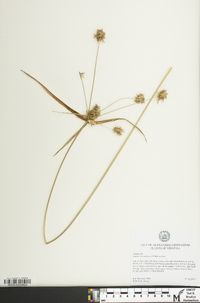 Cyperus lancastriensis image