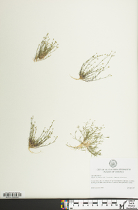 Sagina decumbens image