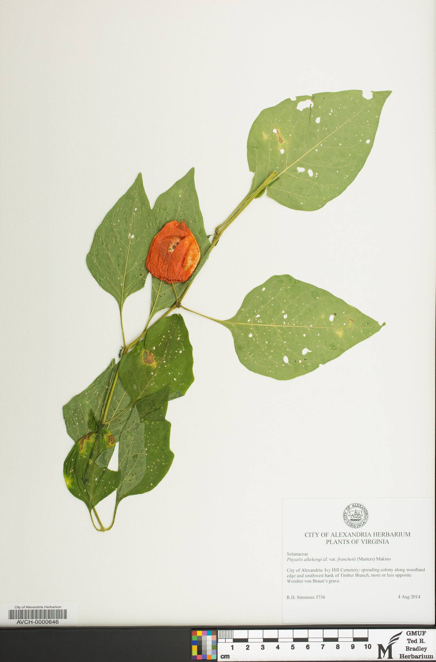 Physalis alkekengi var. franchetii image