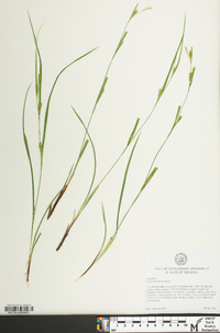 Carex planispicata image