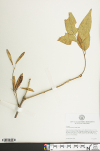 Fraxinus profunda image