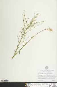 Linum medium var. texanum image